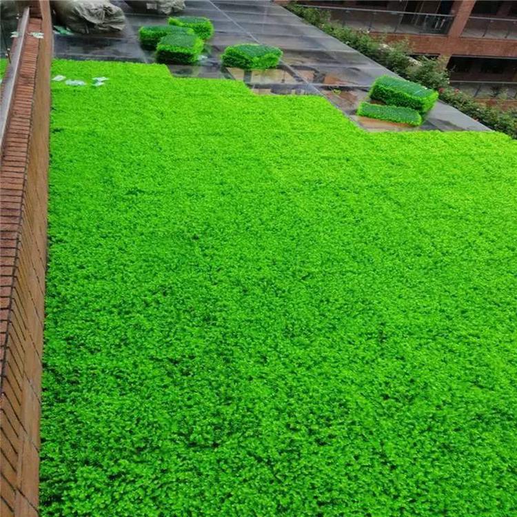 50mm高人造草坪 足球場(chǎng) 幼兒園七色彩虹草坪活動(dòng)區(qū)